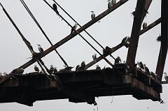 1163-Isole Ballestas,19 luglio 2013